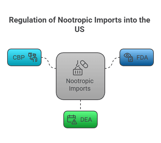 Diagram of U.S. nootropic-import oversight connecting CBP, FDA, and DEA to the central “Nootropic Imports” node.