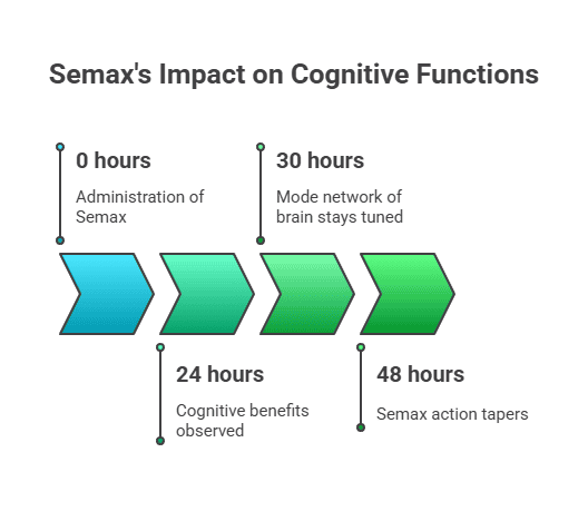 Timeline of Semax cognitive effects: admin at 0 h, cognitive benefits at 24 h, mode network tuned 30 h, action tapers by 48 h.