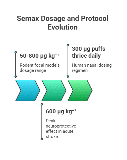 Timeline chart of Semax dosing: 50-800 µg/kg rodent range, 600 µg/kg peak neuroprotection, 300 µg nasal puffs 3× daily in humans.