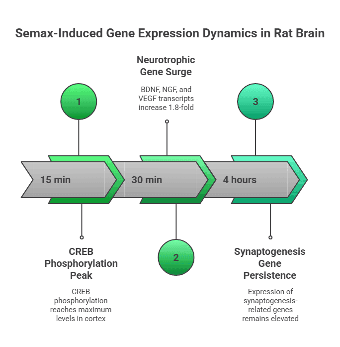 Semax-induced gene dynamics in rat brain: CREB peak 15 min, neurotrophic surge 30 min, synaptogenesis genes high 4 h.