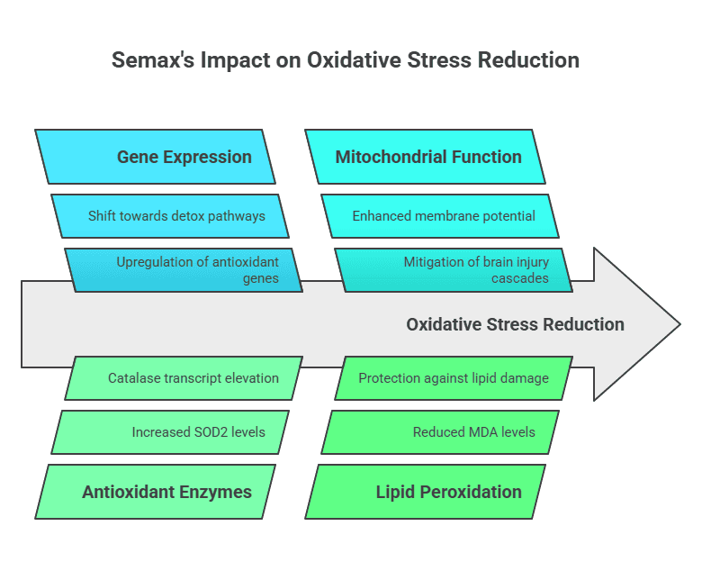 Flow chart of Semax reducing oxidative stress via antioxidant genes, better mitochondria, more enzymes, less lipid peroxidation.
