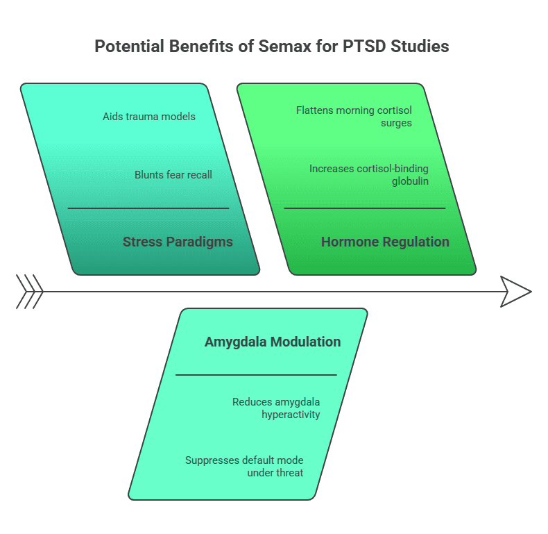 Arrow diagram of Semax’s potential PTSD study benefits: stress paradigm support, hormone cortisol regulation, amygdala modulation.