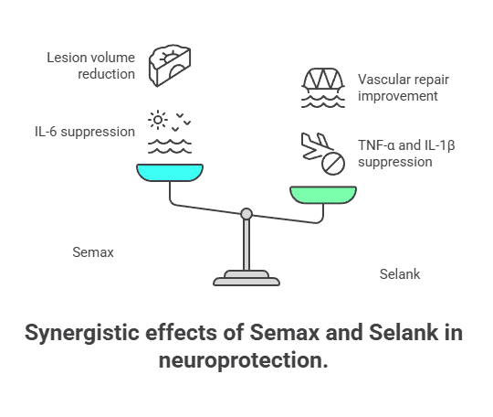 Balanced scale showing Semax + Selank synergy: lesion reduction, IL-6 suppression, vascular repair, TNF-α inhibition.